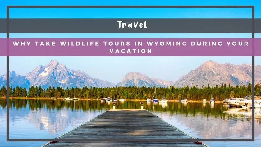 Why Take Wildlife Tours in Wyoming During Your Vacation