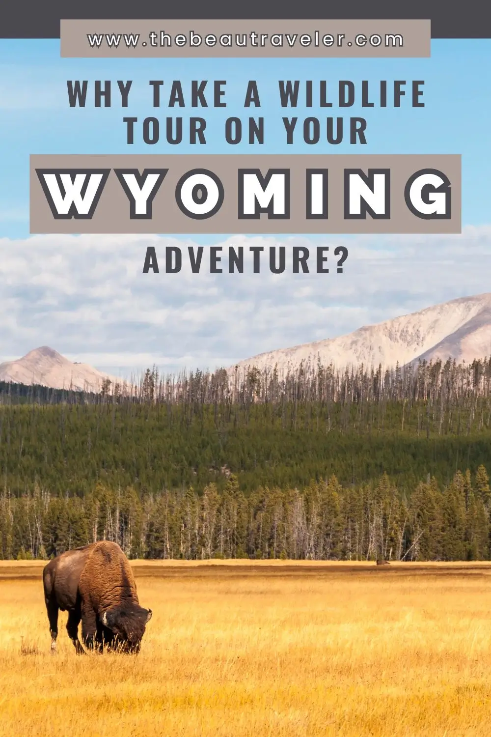 Why Take Wildlife Tours in Wyoming During Your Vacation - The BeauTraveler