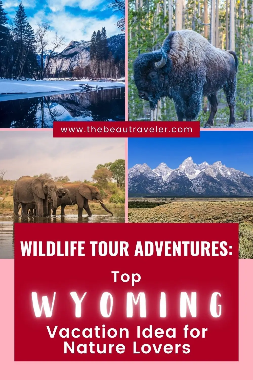 Why Take Wildlife Tours in Wyoming During Your Vacation - The BeauTraveler