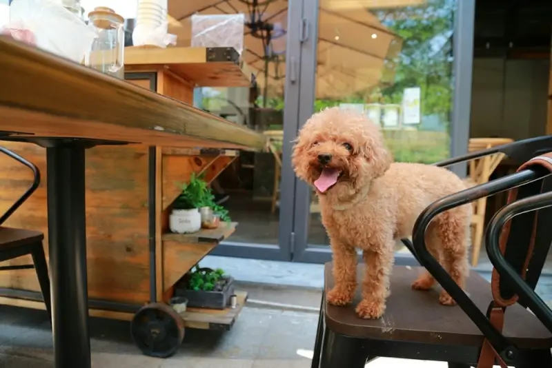 dog-friendly restaurant in long beach, ca