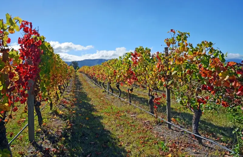 Vineyard rows in Marlborough with vibrant autumn foliage in red, orange, and yellow stretching toward distant mountains under a blue sky with white clouds