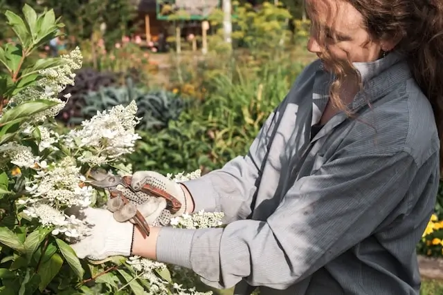 Person in gray long-sleeved shirt using pruning shears to trim white flowering shrubs in a lush garden setting. The gardener wears brown leather gardening gloves while carefully cutting clusters of small white flowers, with abundant greenery and plantings visible in the background.