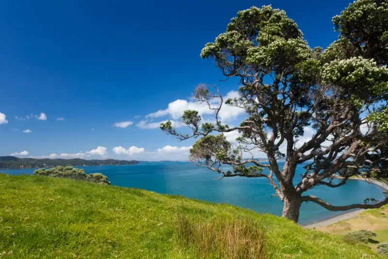 Scenic coastal view from Auckland's Hauraki Gulf with native pohutukawa tree, turquoise waters and distant islands, showcasing natural Auckland attractions