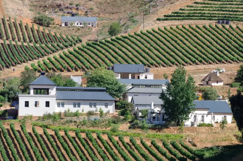Modern white wine estate buildings nestled among orderly vineyard rows on rolling hillsides in an arid Stellenbosch landscape.