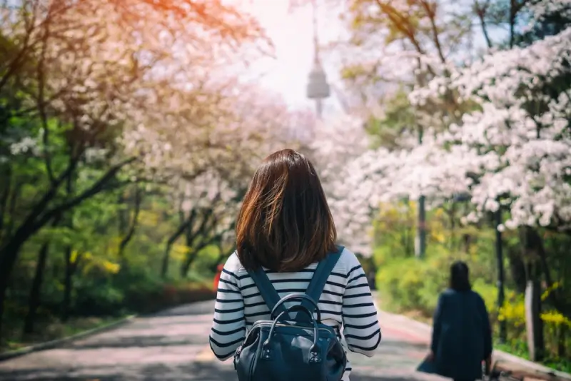 Traveler with backpack walking along tree-lined path during Korean cherry blossom season, perfect setting for practicing basic Korean language with locals while exploring South Korea