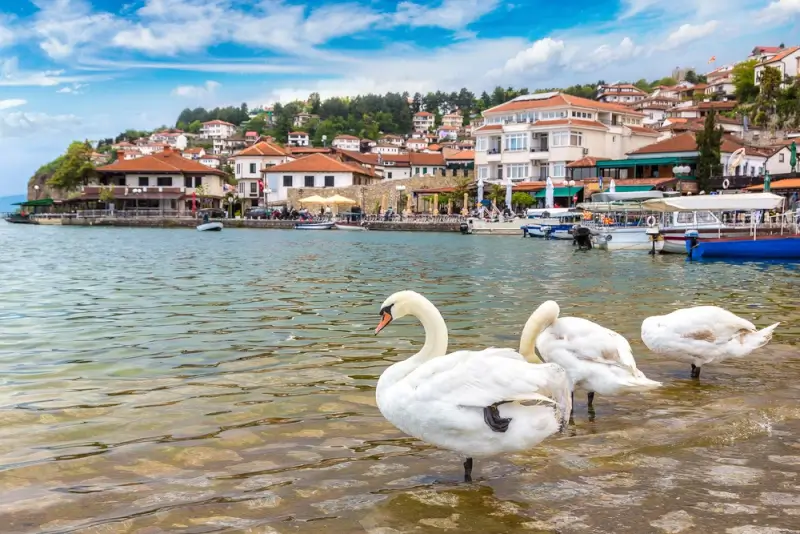 White swans swimming near traditional lakeside town with red-tiled roofs and fishing boats on Lake Ohrid, UNESCO World Heritage site in the Balkans