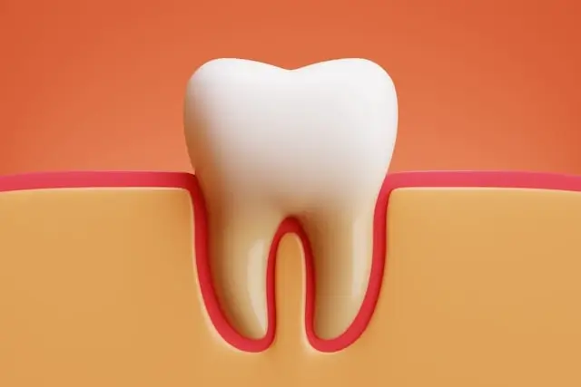 3D model of healthy tooth and gums showing proper dental structure and oral health