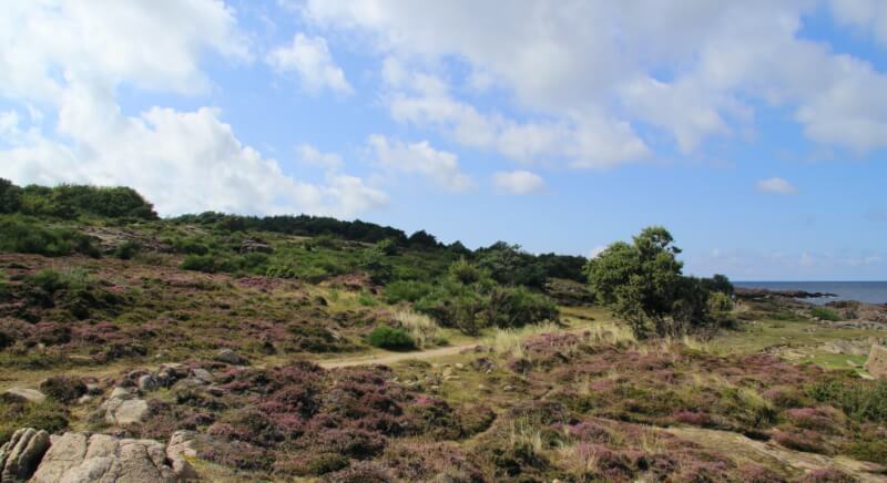 Bornholm Island Denmark coastal landscape with purple heather, rocky terrain and Baltic Sea, showcasing natural beauty of Danish islands