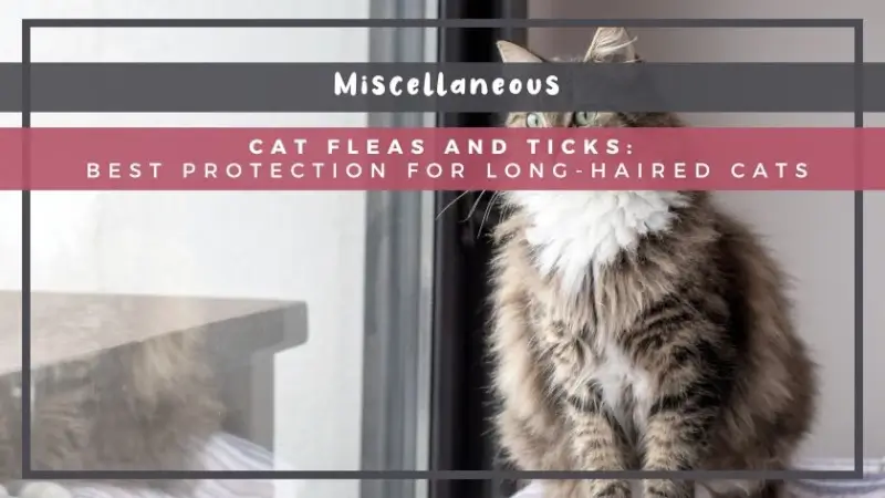 Cat Fleas and Ticks: Best Protection for Long-Haired Cats