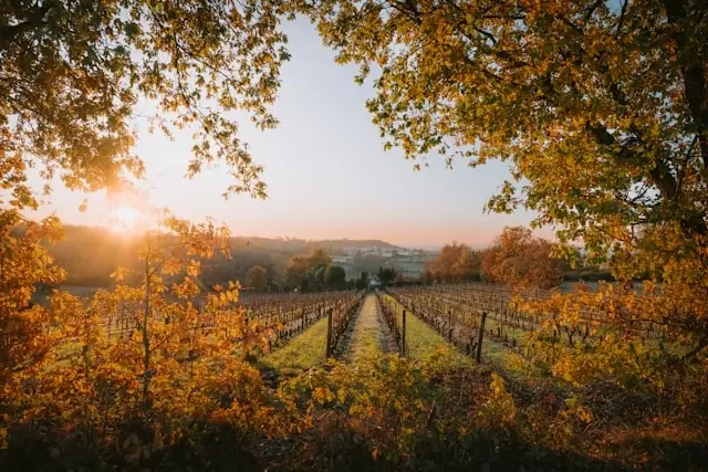 French vineyard rows during autumn harvest season with golden foliage and sunset light, showing the scenic landscape of wine country perfect for vineyard tours