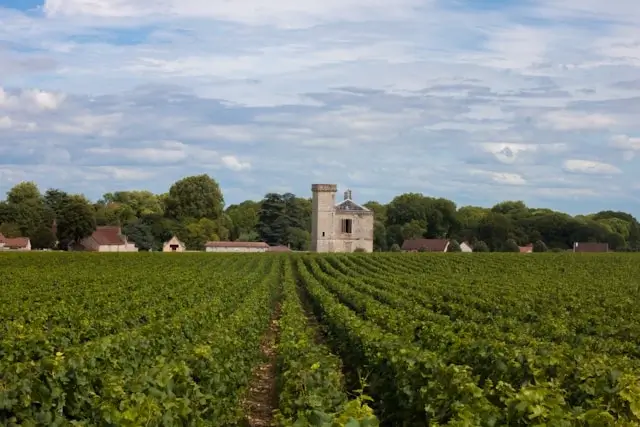 French vineyard with organized grape vine rows leading to a historic stone tower and winery buildings, showcasing traditional Burgundy wine estate architecture