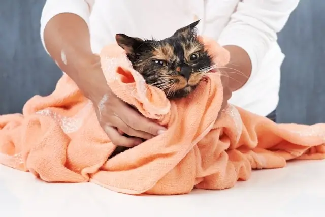 Person drying wet long-haired cat with orange towel after flea and tick shampoo treatment bath