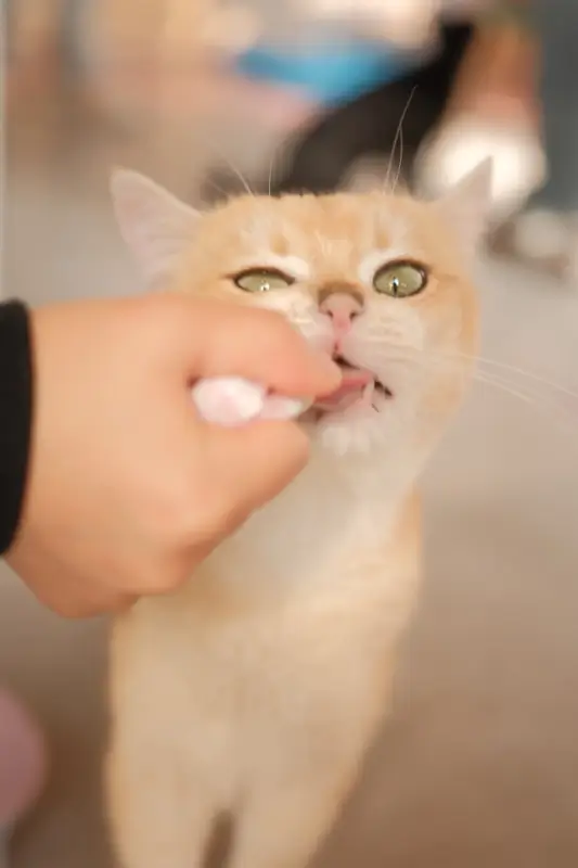 Orange cat receiving oral flea and tick medication tablet from owner's hand for parasite prevention