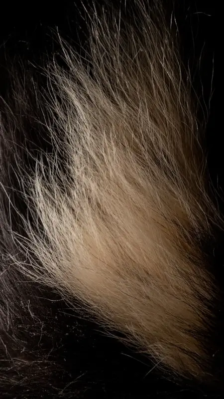 Close-up of thick long-haired cat fur showing dense coat where fleas and ticks can hide