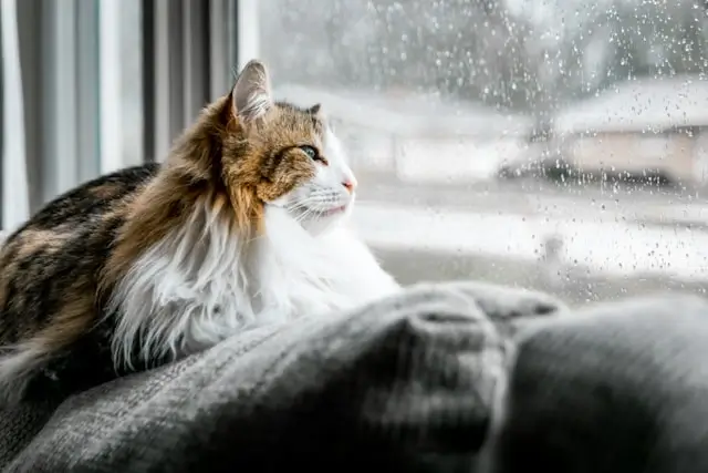 Beautiful long-haired tabby cat with fluffy coat sitting by window requiring flea and tick protection