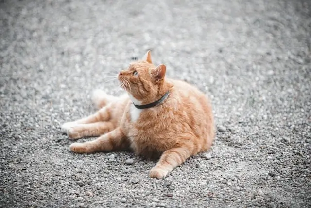 Orange cat wearing flea and tick collar for long-lasting parasite protection outdoors