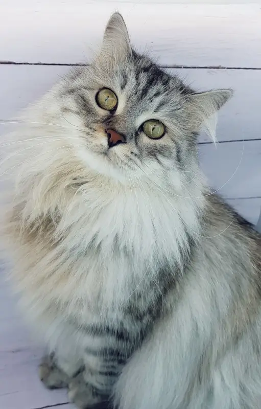 Fluffy long-haired cat with thick dense coat needing regular flea and tick prevention care