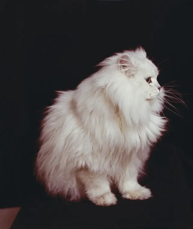 White long-haired Persian cat with extremely fluffy coat requiring specialized flea and tick treatment