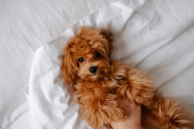 Reddish-brown Cavapoo or Cockapoo puppy lying on white bedding looking up at camera