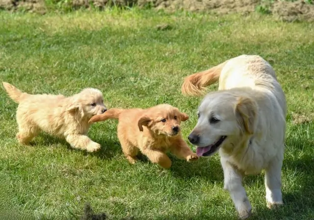 Adult golden retriever playing with two golden retriever puppies on a grassy lawn
