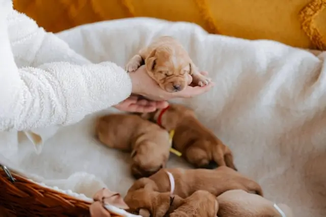 Hand holding newborn golden retriever puppy over basket of sleeping puppies