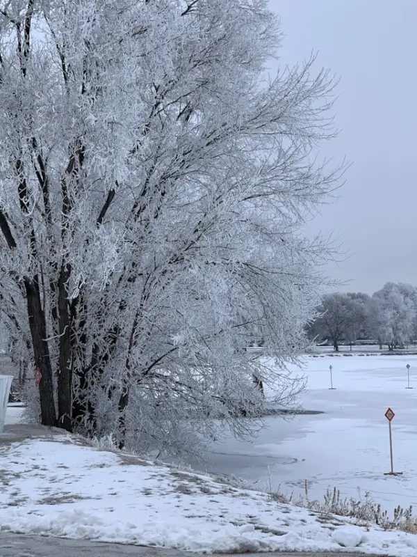 Frost-covered trees along frozen lake shore with ice road markers in Crane Lake Minnesota winter landscape