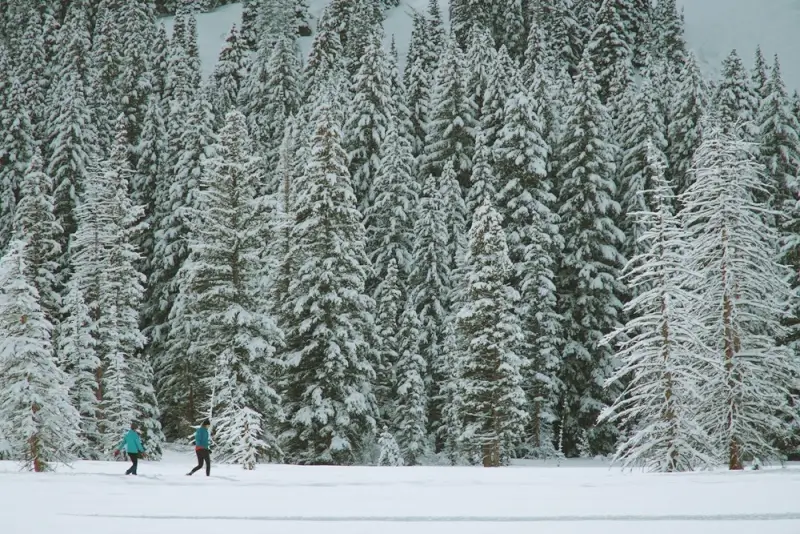 Cross-country skiing through snow-covered pine forest near Crane Lake Minnesota in winter