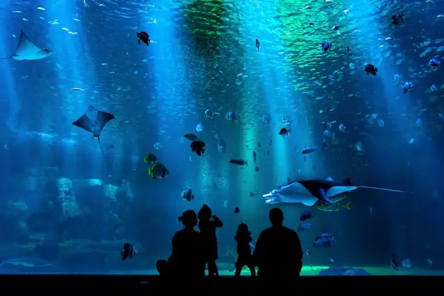 Silhouettes of visitors watching fish, stingrays, and sea life swim through a large aquarium tank with deep blue lighting