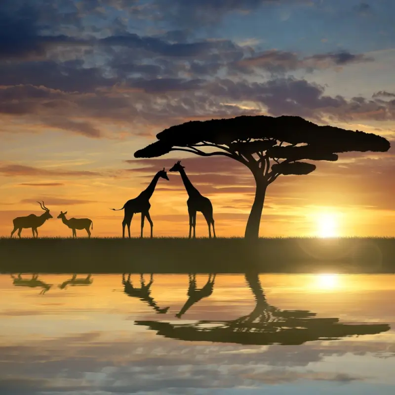 Silhouettes of giraffes and kudu antelopes under acacia tree at golden sunset reflecting in water on African savannah