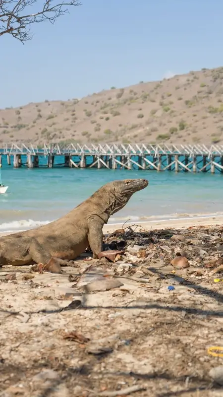 Komodo dragon on sandy beach with turquoise waters and wooden pier in background on Komodo Island, Indonesia