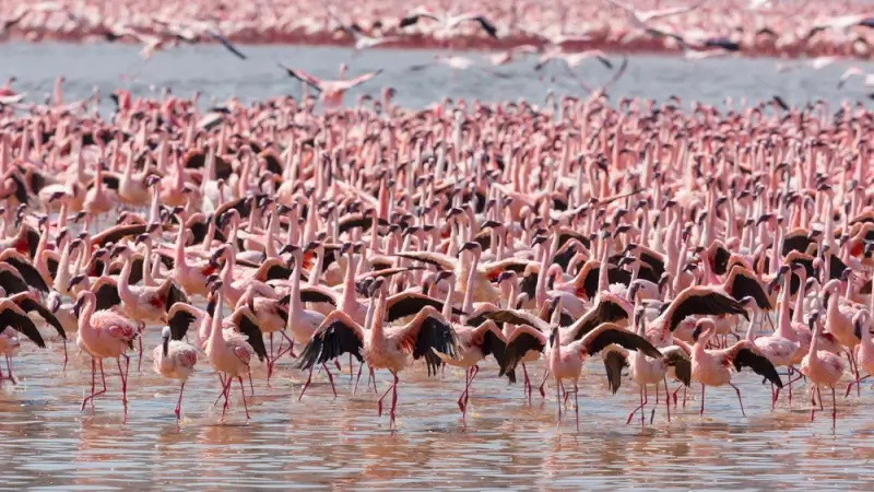 Massive flock of pink flamingos wading in shallow waters of Lake Bogoria National Reserve in Nakuru, Kenya