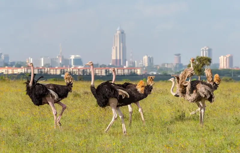 Group of ostriches grazing in Nairobi National Park with city skyline and skyscrapers in background