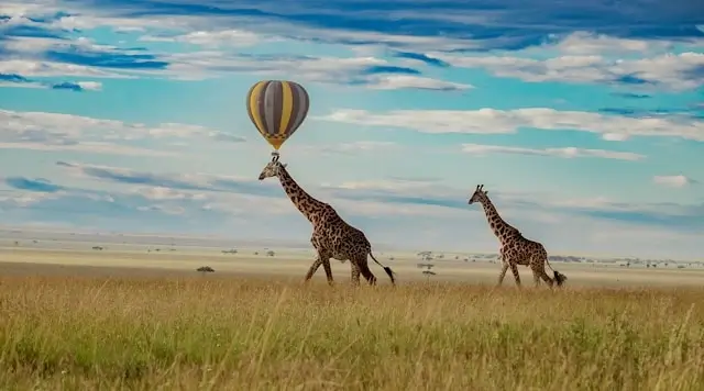 Two giraffes walking across golden savanna plains with hot air balloon floating above in Serengeti National Park, Tanzania