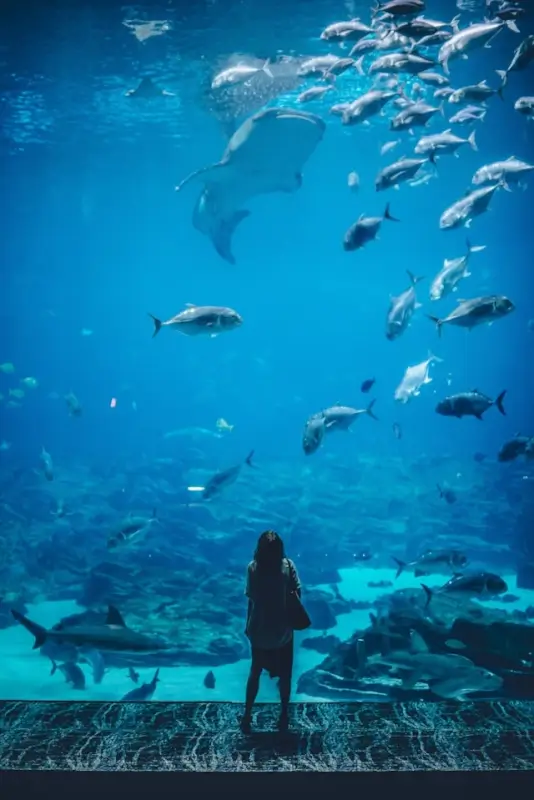 Visitor standing in front of a large underwater viewing tank watching sharks and fish, illustrating how aquarium incidents can occur when safety measures are overlooked.