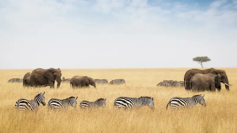 Herd of elephants and zebras grazing together on golden savannah grassland with lone acacia tree in Maasai Mara, Kenya