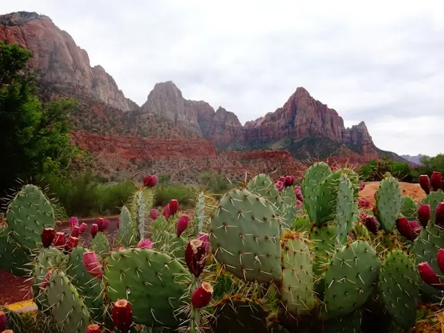 Prickly pear cactus with red fruit in foreground with towering red rock cliffs of Zion National Park, Utah in background