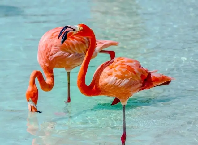 Two pink flamingos wading in shallow turquoise waters at Flamingo Beach, Aruba