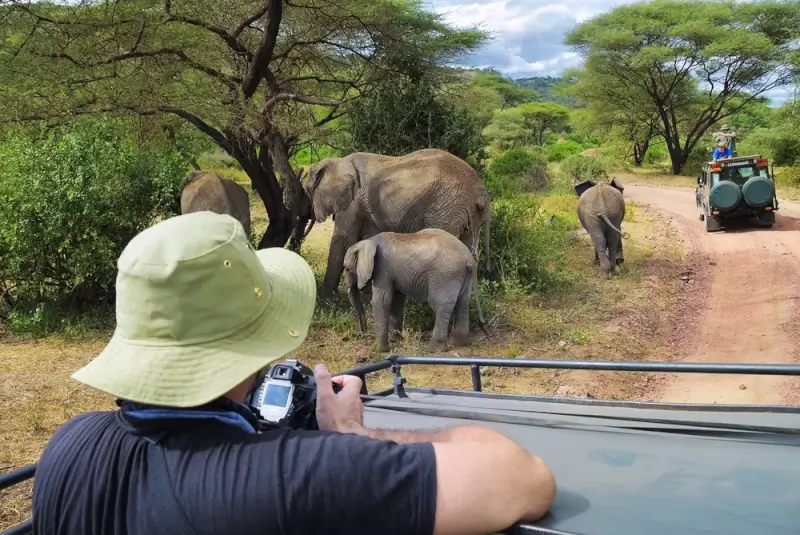 Tourist photographing elephant family from safari vehicle in Lake Manyara National Park Tanzania with acacia trees and green landscape